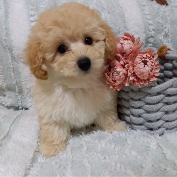 トイプードル(トイ)【栃木県・男の子・2024年9月28日・クリーム】の写真「ママAMCH直子！爆毛！短いあんよの男の子💕」