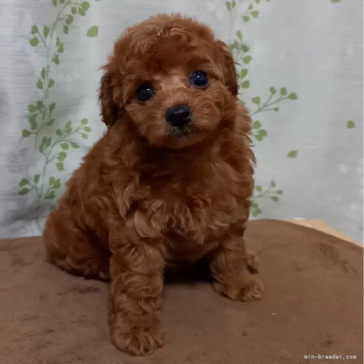 ID:2408-07825の子犬