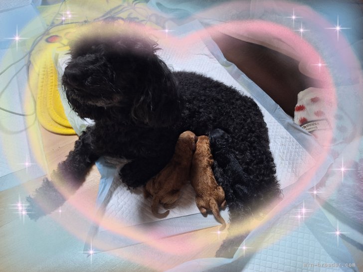 向井佐和子ブリーダーのブログ：誕生おめでとう🎉