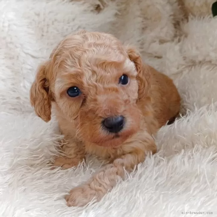 トイプードル(トイ)【大阪府・女の子・2025年10月18日・レッド・フォーン】の写真1