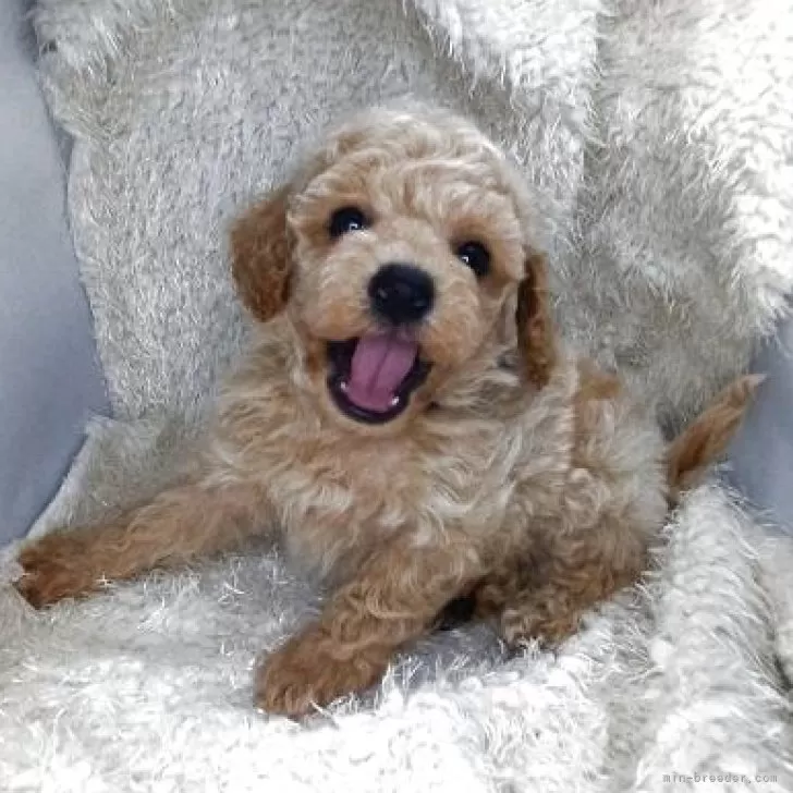 ID：2506-04339の子犬