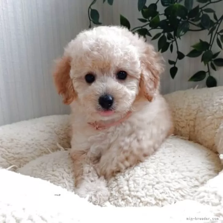 ID：2505-00790の子犬