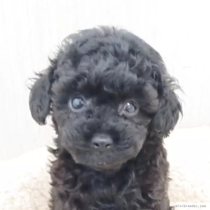 W.T 様のお迎えした子犬