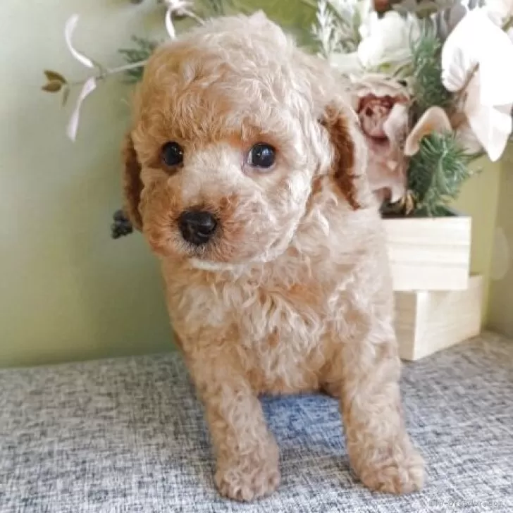 ID：2511-03020の子犬