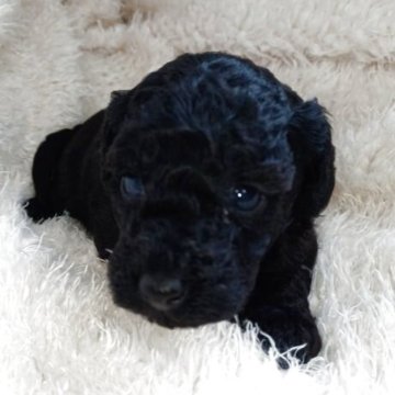 トイプードル(トイ)【大阪府・女の子・2025年10月18日・ブラック】の写真「遺伝子検査3項目発症しません」
