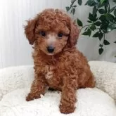 タイニープードル【大阪府・男の子・2025年2月27日・レッド・フォーン】の写真1