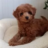 トイプードル(トイ)【大阪府・女の子・2024年10月22日・レッド・フォーン】の写真1