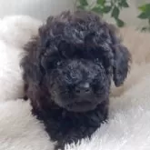 トイプードル(トイ)