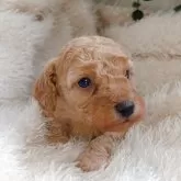 トイプードル(トイ)【大阪府・女の子・2025年10月18日・レッド・フォーン】の写真3