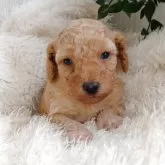 トイプードル(トイ)【大阪府・女の子・2025年10月18日・レッド・フォーン】の写真4