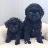 ティーカッププードル【大阪府・女の子・2025年8月9日・ブラック】の写真5「左側です」