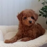 トイプードル(トイ)【大阪府・女の子・2024年10月22日・レッド・フォーン】の写真6