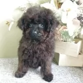 ティーカッププードル【大阪府・女の子・2025年8月9日・ブラック】の写真2