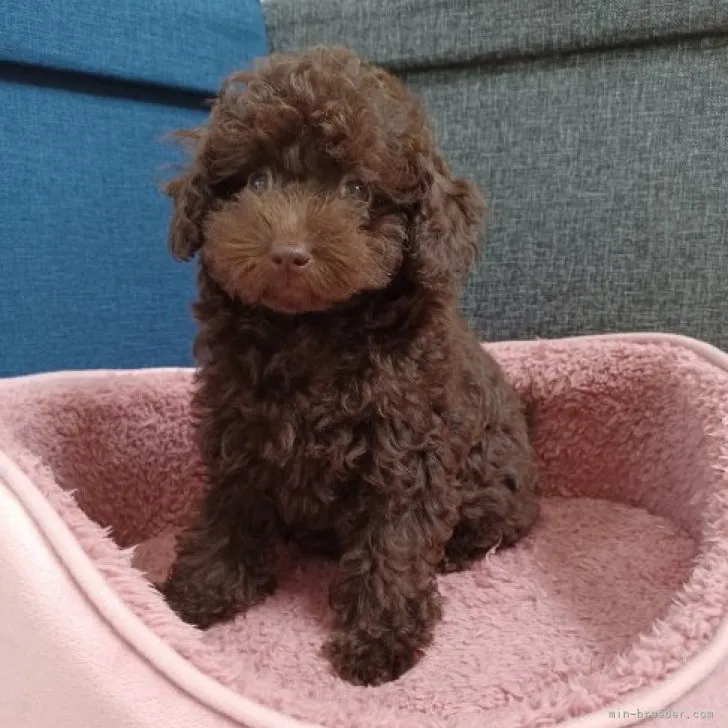 ID:2305-04147の子犬