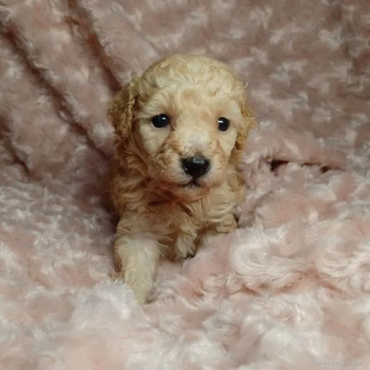 ID：2210-04853の子犬