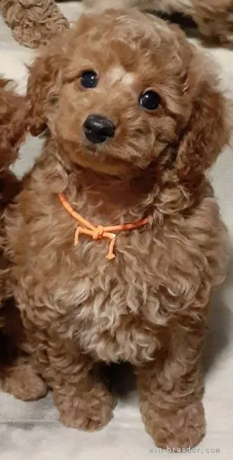 レオ 様のお迎えした子犬