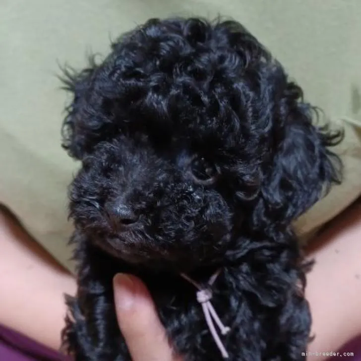 ID：2205-02253の子犬