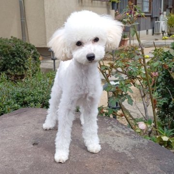 トイプードル(トイ)【大阪府・女の子・2023年10月23日・ホワイト】の写真「遺伝子検査3項目発症しません」