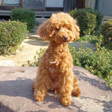トイプードル(トイ)【大阪府・女の子・2023年8月16日・レッド】の写真「遺伝子検査3項目発症しません」