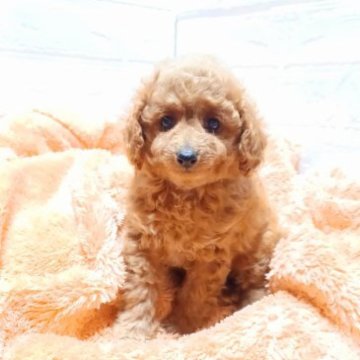 トイプードル(タイニー)【大阪府・女の子・2023年10月20日・レッド】の写真「遺伝子検査3項目発症しません」