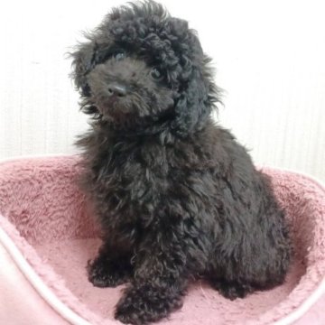 トイプードル(トイ)【大阪府・男の子・2024年2月23日・ブラック】の写真「遺伝子検査3項目発症しません」