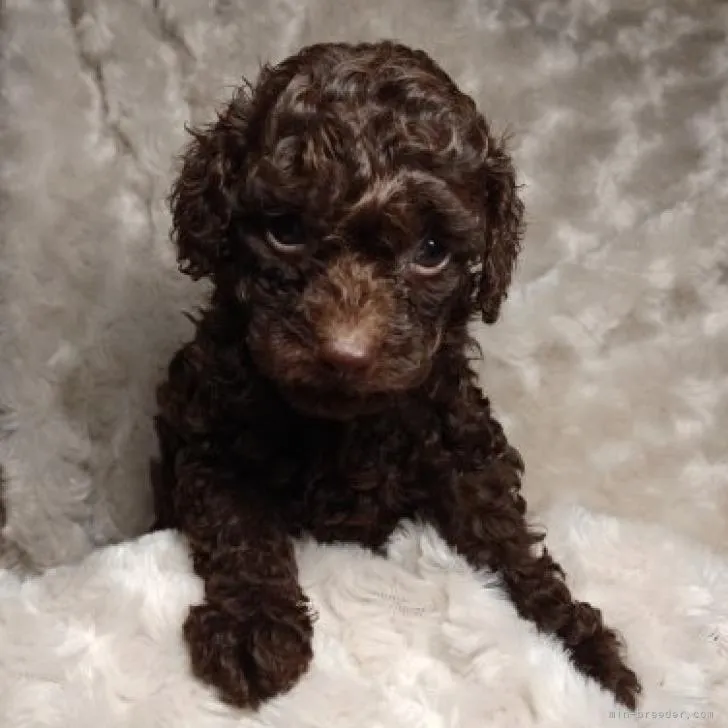 ID:2210-02521の子犬