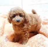 タイニープードル【大阪府・女の子・2023年10月20日・レッド】の写真3