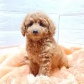 タイニープードル【大阪府・女の子・2023年10月20日・レッド】の写真4