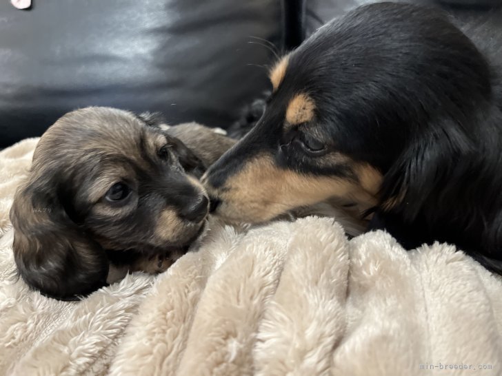 子犬たちは親と一緒に過ごし、社会化を学びながら育ちます🌸｜水野　江里紗(みずの　えりさ)ブリーダー(埼玉県・ミニチュアダックスフンド(ロング)など・JKC登録)の紹介写真5