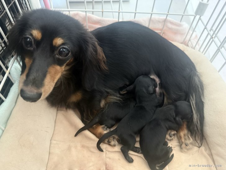 水野江里紗ブリーダーのブログ：カニンヘン4生まれました🐶🎀