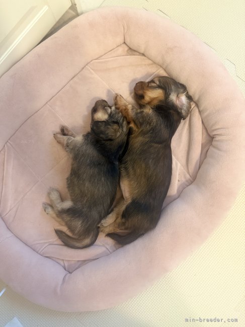 水野江里紗ブリーダーのブログ：ご家族様募集中🐶❣️