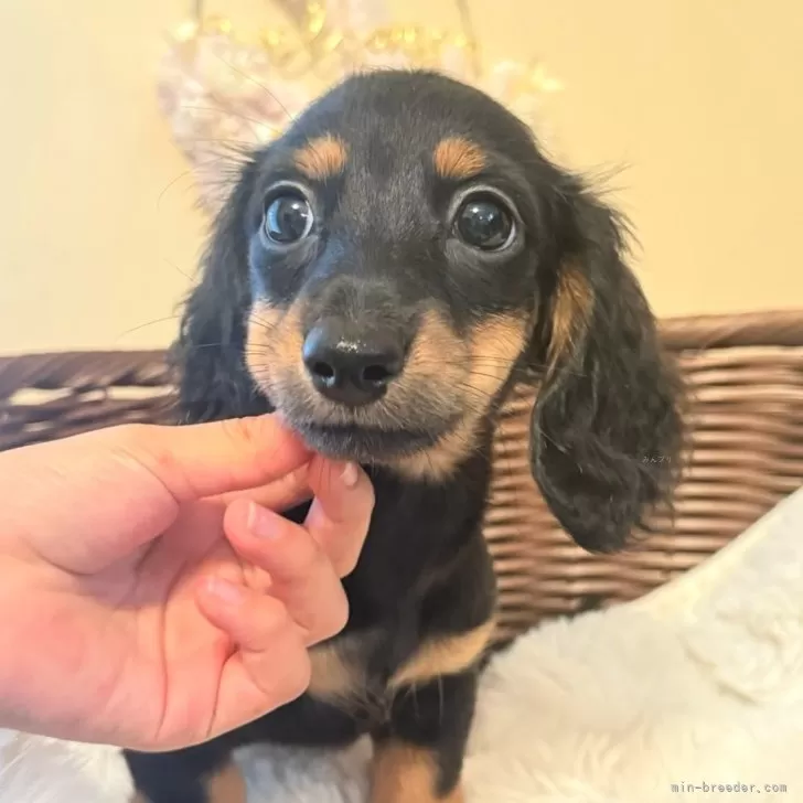 カニンヘンダックスフンド(ロング)【埼玉県・女の子・2025年8月23日・ブラックタン】の写真1