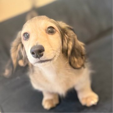 カニンヘンダックスフンド(ロング)【埼玉県・男の子・2024年12月28日・シェーデッドイエロー】の写真「ダックス専門犬舎🐶お目目ぱっちり美男子くん💛」