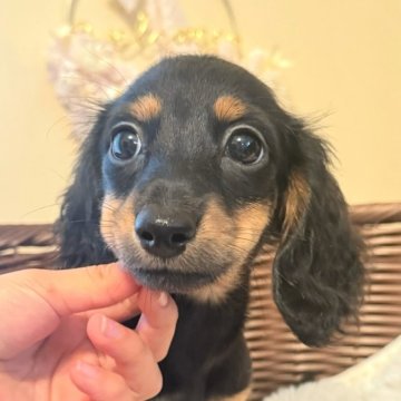 カニンヘンダックスフンド(ロング)【埼玉県・女の子・2025年8月23日・ブラックタン】の写真「ダックス専門🐶🩷お目目ぱっちりベビーフェイス」