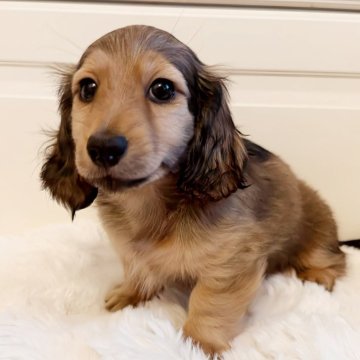 カニンヘンダックスフンド(ロング)【埼玉県・男の子・2024年12月28日・シェーデッドイエロー】の写真「ダックス専門犬舎🩷穏やかで飼いやすい男の子👑」