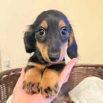 カニンヘンダックスフンド(ロング)【埼玉県・男の子・2025年8月23日・ブラックタン】の写真「ダックス専門🐶❣️穏やかな男の子👑」