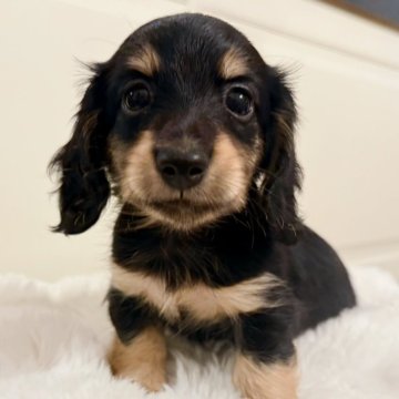 カニンヘンダックスフンド(ロング)【埼玉県・男の子・2025年7月19日・ブラックイエロー】の写真「ダックス専門🐶🌸混ざる短めベビーフェイス👑」