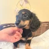 カニンヘンダックスフンド(ロング)【埼玉県・女の子・2025年8月23日・ブラックタン】の写真2