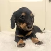 カニンヘンダックスフンド(ロング)【埼玉県・女の子・2025年8月23日・ブラックタン】の写真7