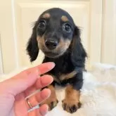 カニンヘンダックスフンド(ロング)【埼玉県・女の子・2025年8月23日・ブラックタン】の写真5