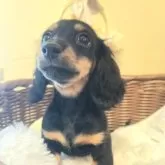 カニンヘンダックスフンド(ロング)【埼玉県・女の子・2025年8月23日・ブラックタン】の写真3