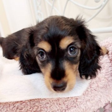 ミニチュアダックスフンド(ロング)【埼玉県・男の子・2023年5月20日・ブラック&タン】の写真「目がぱっちりした👀毛吹きのいい子❣️✨」