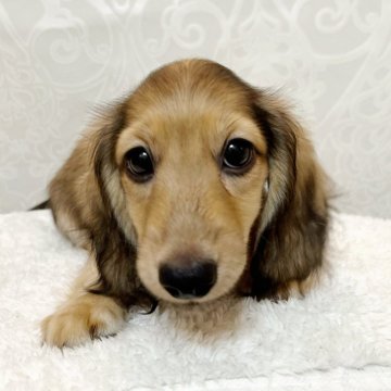 ミニチュアダックスフンド(ロング)【埼玉県・男の子・2024年8月1日・シェーデッドイエロー】の写真「とっても穏やかな子💗ダックス専門犬舎🐶✨」