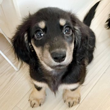 ミニチュアダックスフンド(ロング)【埼玉県・男の子・2024年8月1日・ブラックイエロー】の写真「癒し系ベビーフェイスの男の子🤗💓」