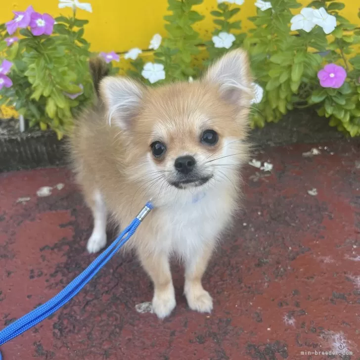 ポメチワ(チワワ×ポメラニアン)【鹿児島県・女の子・2025年6月18日・セーブル】の写真1
