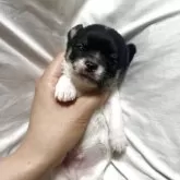 チワワ(ロング)