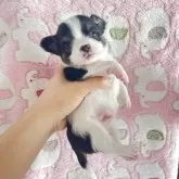 チワワ(ロング)