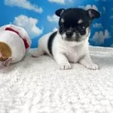 チワワ(スムース)【鹿児島県・男の子・2025年6月8日・ブラックタンホワイト】の写真1