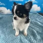 チワワ(ロング)【鹿児島県・男の子・2025年6月8日・ブラックタンホワイト】の写真2