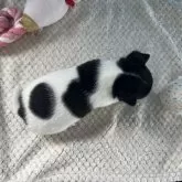 チワワ(スムース)【鹿児島県・男の子・2025年6月8日・ブラックタンホワイト】の写真2